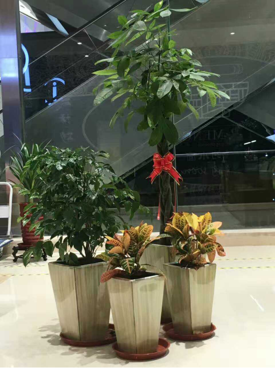 绿植租赁.jpg